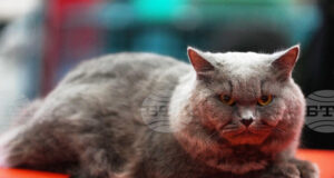 Котаракът Максимус на белгийския премиер засенчва по слава котарака Лари на британските премиери