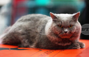 Котаракът Максимус на белгийския премиер засенчва по слава котарака Лари на британските премиери