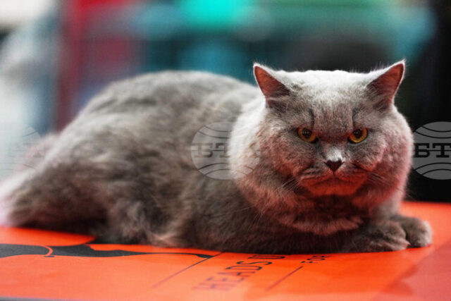 Котаракът Максимус на белгийския премиер засенчва по слава котарака Лари Котаракът Максимус на белгийския премиер засенчва по слава котарака Лари на британските премиери