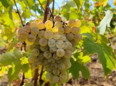 Лозарите получиха над 2 млн. лева за борба с вредителите