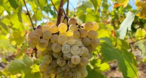 Лозарите получиха над 2 млн. лева за борба с вредителите