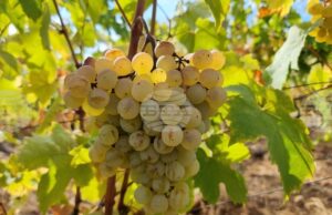 Лозарите получиха над 2 млн. лева за борба с вредителите Лозарите получиха над 2 млн. лева за борба с вредителите