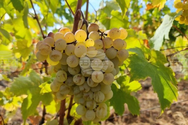 Лозарите получиха над 2 млн. лева за борба с вредителите