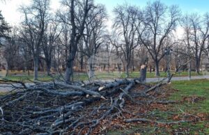 На общо 159 сигнала в цялата страна са реагирали екипите на пожарната заради силния вятър