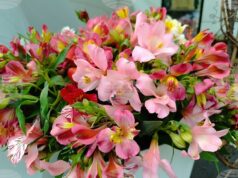 Над 2500 казанлъчани отбелязват своя имен ден на Стефановден