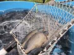 Няма промяна в цената на шарана за Никулден във Видин спрямо миналата година, според търговци