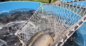 Няма промяна в цената на шарана за Никулден във Видин спрямо миналата година, според търговци