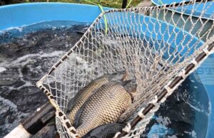 Няма промяна в цената на шарана за Никулден във Видин спрямо миналата година, според търговци