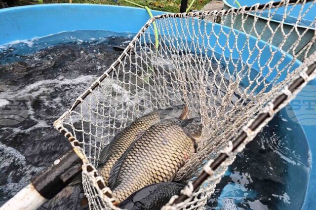 Няма промяна в цената на шарана за Никулден във Видин спрямо миналата година, според търговци