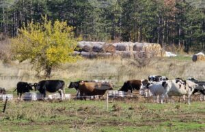 Определени са ставките по десет интервенции за обвързано подпомагане за животни за Кампания 2025