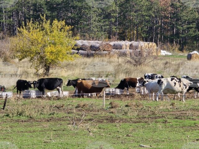 Определени са ставките по десет интервенции за обвързано подпомагане за Определени са ставките по десет интервенции за обвързано подпомагане за животни за Кампания 2025