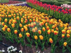 Парад на лалета и фестивал на паричката ще има в Ботаническата градина в Балчик през 2026 г., каза ръководителят Веселина Илиева Парад на лалета и фестивал на паричката ще има в Ботаническата градина в Балчик през 2026 г., каза ръководителят Веселина Илиева