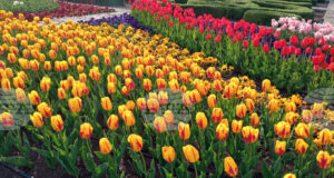 Парад на лалета и фестивал на паричката ще има в Ботаническата градина в Балчик през 2026 г., каза ръководителят Веселина Илиева