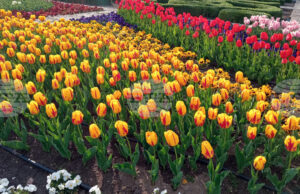 Парад на лалета и фестивал на паричката ще има в Ботаническата градина в Балчик през 2026 г., каза ръководителят Веселина Илиева Парад на лалета и фестивал на паричката ще има в Ботаническата градина в Балчик през 2026 г., каза ръководителят Веселина Илиева