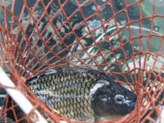 Почти без промяна е цената на шарана за Никулден в Кърджали спрямо миналата година, според търговци