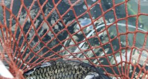 Почти без промяна е цената на шарана за Никулден в Кърджали спрямо миналата година, според търговци