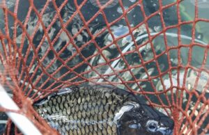 Почти без промяна е цената на шарана за Никулден в Кърджали спрямо миналата година, според търговци