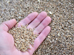 През изминалата седмица стоковите пазари се характеризираха с устойчиви ценови нива и запазени нагласи сред участниците в търговията, отчитат от ССБ