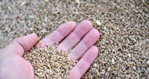 През изминалата седмица стоковите пазари се характеризираха с устойчиви ценови нива и запазени нагласи сред участниците в търговията, отчитат от ССБ