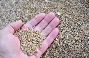 През изминалата седмица стоковите пазари се характеризираха с устойчиви ценови нива и запазени нагласи сред участниците в търговията, отчитат от ССБ