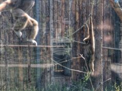 Приматите в столичния зоопарк получиха коледни подаръци
