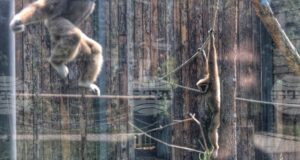 Приматите в столичния зоопарк получиха коледни подаръци