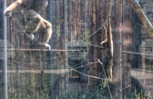 Приматите в столичния зоопарк получиха коледни подаръци