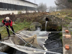 Цената на шарана в Самоков преди Никулден е около 10 лева за килограм, сочи репортерска проверка