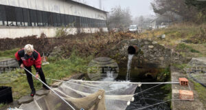 Цената на шарана в Самоков преди Никулден е около 10 лева за килограм, сочи репортерска проверка