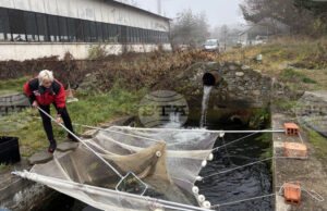 Цената на шарана в Самоков преди Никулден е около 10 лева за килограм, сочи репортерска проверка