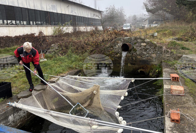 Цената на шарана в Самоков преди Никулден е около 10 лева за килограм, сочи репортерска проверка