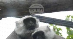 Алпака, ханумански лангур, зебра и бизонче са сред новите попълнения на Софийския зоопарк през 2025 г.