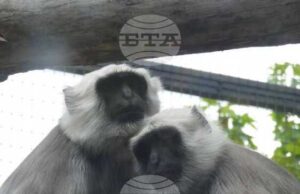 Алпака, ханумански лангур, зебра и бизонче са сред новите попълнения на Софийския зоопарк през 2025 г.