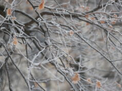 Жълт код за ниски температури е обявен за утре в 14 области в страната