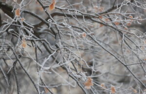 Жълт код за ниски температури е обявен за утре в 14 области в страната