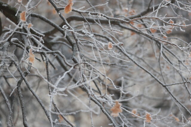 Жълт код за ниски температури е обявен за утре в 14 области в страната