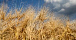 Измина поредна седмица на покачващи се цени в борсовата търговия със стоки в световен мащаб, отчитат експертите на ССБ