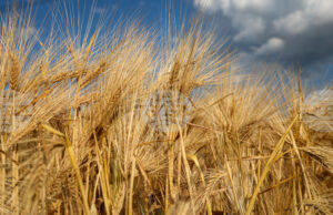 Измина поредна седмица на покачващи се цени в борсовата търговия със стоки в световен мащаб, отчитат експертите на ССБ