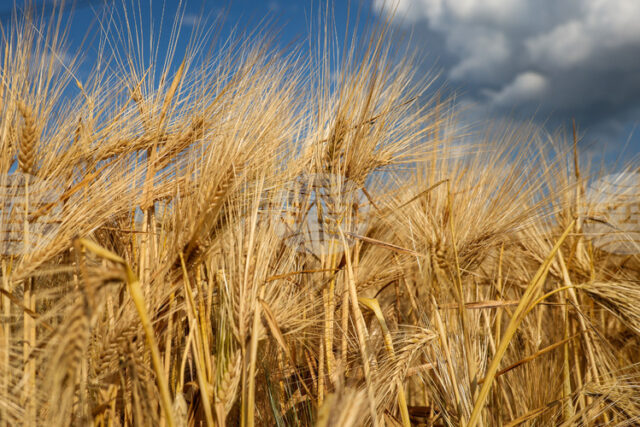 Измина поредна седмица на покачващи се цени в борсовата търговия Измина поредна седмица на покачващи се цени в борсовата търговия със стоки в световен мащаб, отчитат експертите на ССБ