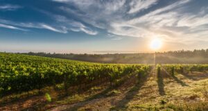 грозде, лозя