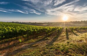 грозде, лозя