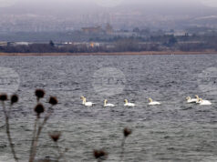 Оценяват състоянието на популацията на водолюбивите птици след годишното преброяване Оценяват състоянието на популацията на водолюбивите птици след годишното преброяване
