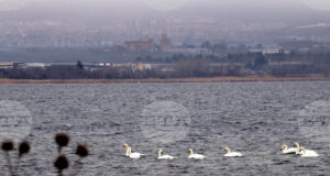 Оценяват състоянието на популацията на водолюбивите птици след годишното преброяване