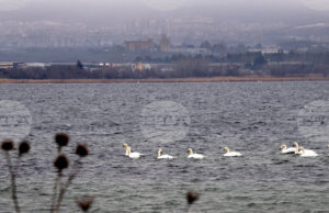 Оценяват състоянието на популацията на водолюбивите птици след годишното преброяване