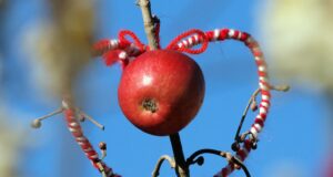 Празнуваме Васильовден или Сурваки