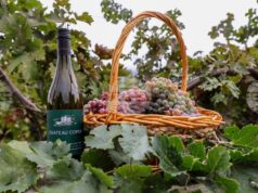 Рекорден брой проби за дегустация, представени от участници от цялата страна, се надпреварват в тазгодишния конкурс "Най-добро домашно вино" на община Асеновград