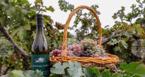 Рекорден брой проби за дегустация, представени от участници от цялата страна, се надпреварват в тазгодишния конкурс "Най-добро домашно вино" на община Асеновград