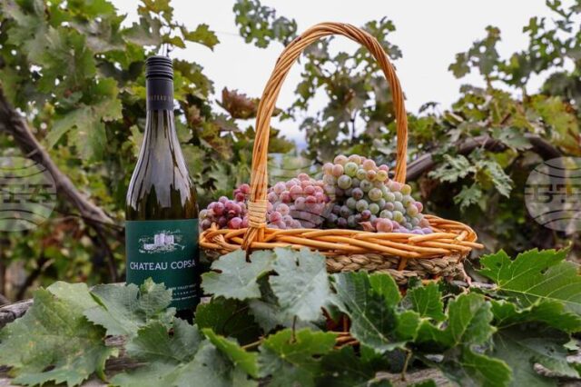 Рекорден брой проби за дегустация, представени от участници от цялата Рекорден брой проби за дегустация, представени от участници от цялата страна, се надпреварват в тазгодишния конкурс "Най-добро домашно вино" на община Асеновград