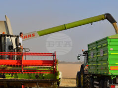 Цените на зърнените култури се стабилизираха по световните борси през изминалата седмица, отчитат експертите на ССБ