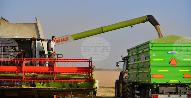 Цените на зърнените култури се стабилизираха по световните борси през изминалата седмица, отчитат експертите на ССБ